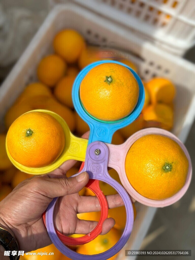 橙子