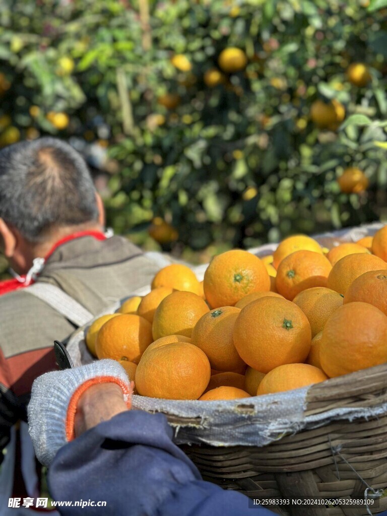 橙子
