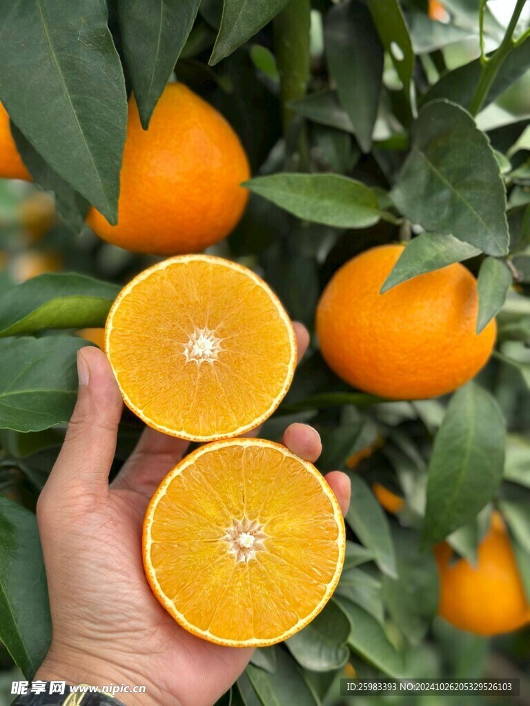 橙子