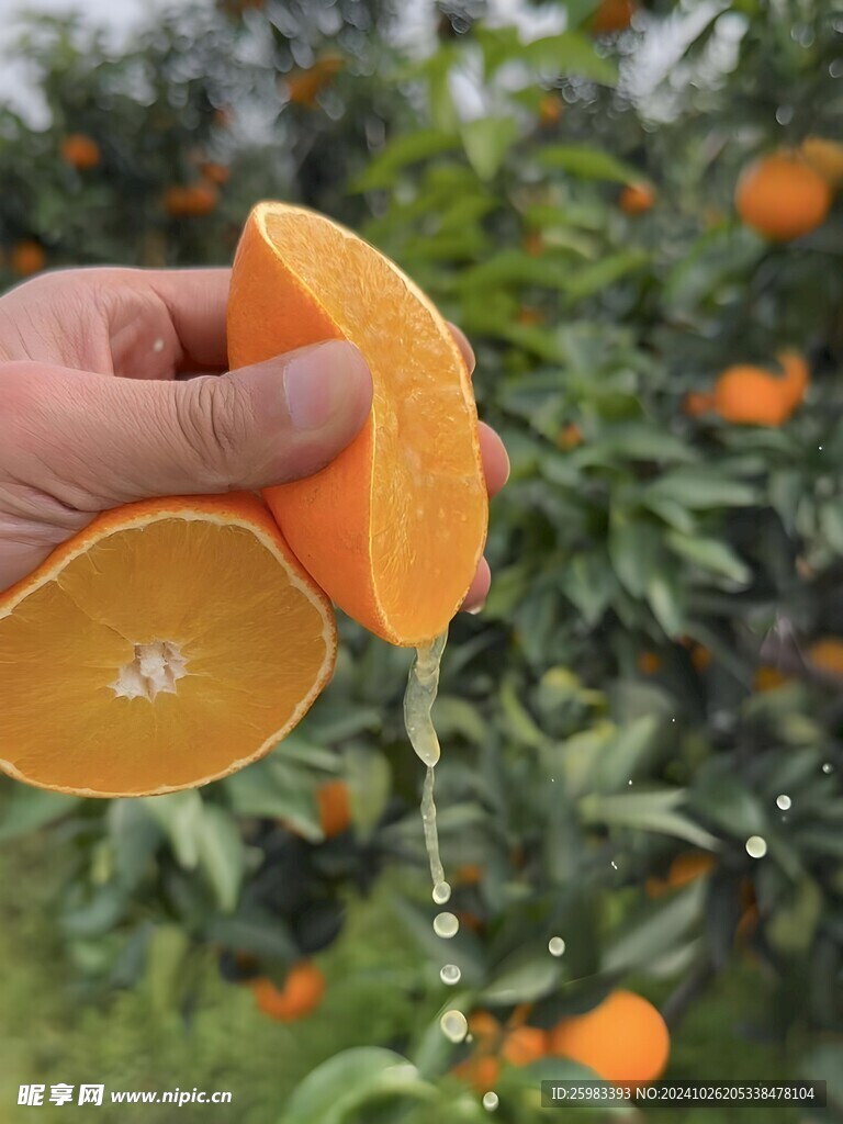 橙子