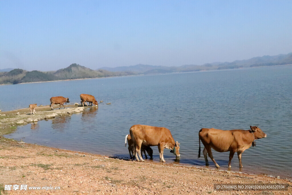 河水边的牛
