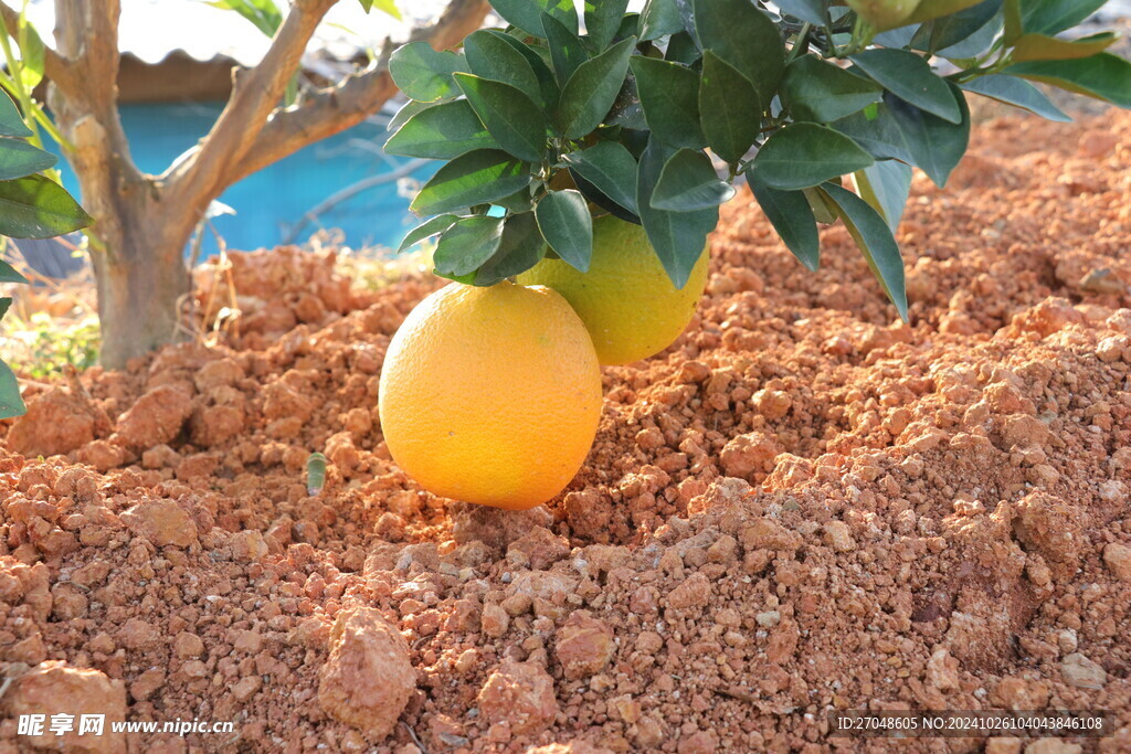黄橙橙的橙子