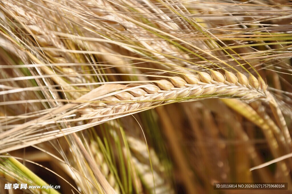 成熟麦穗