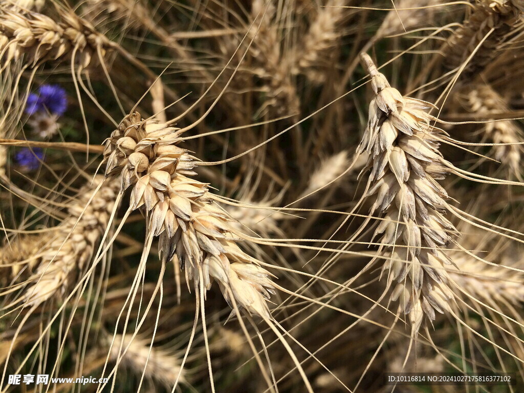 成熟小麦