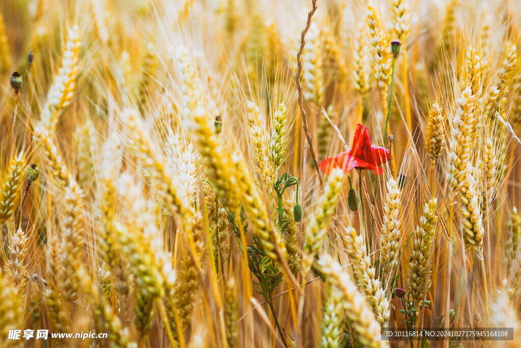 金色麦穗
