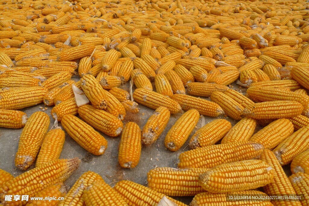 金黄玉米棒