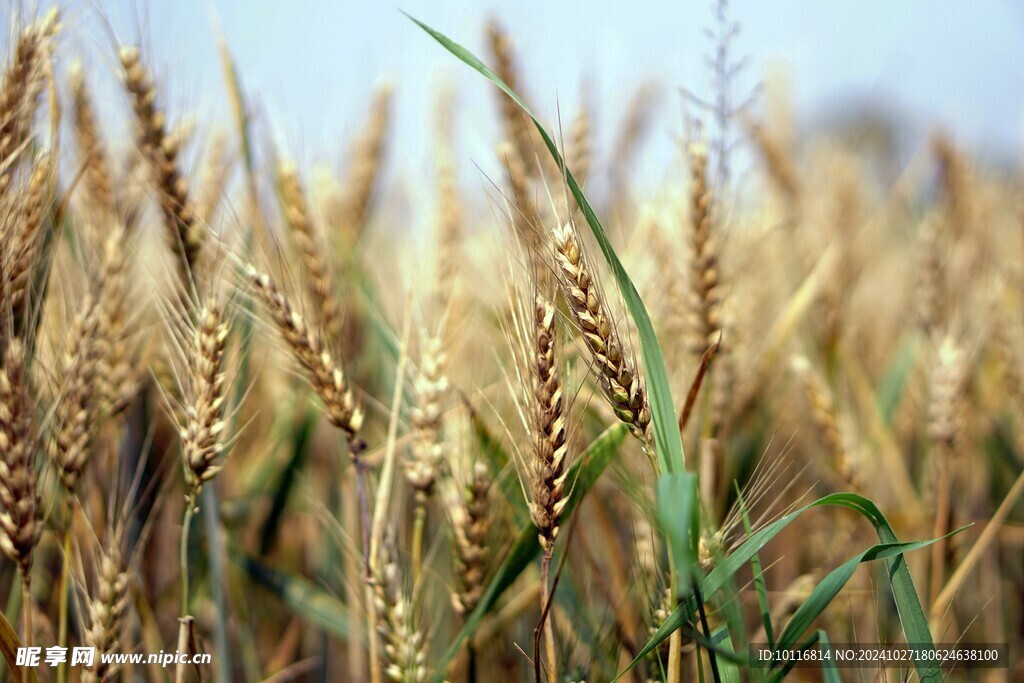 秋天小麦