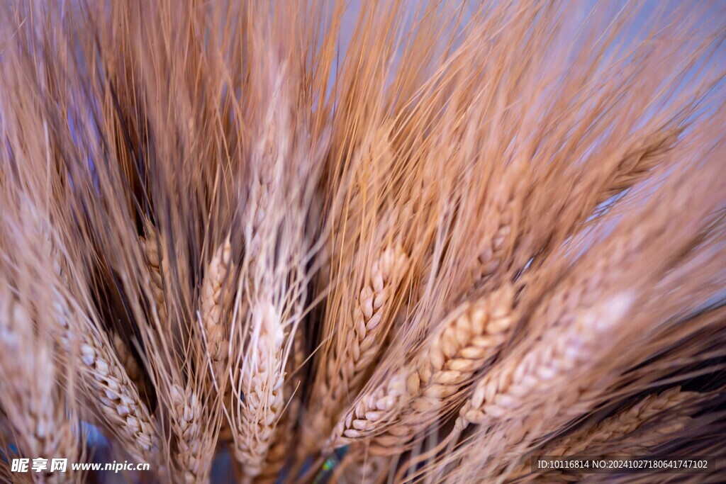 小麦麦穗