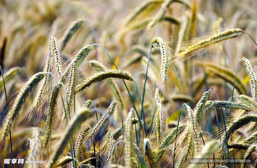 小麦麦穗