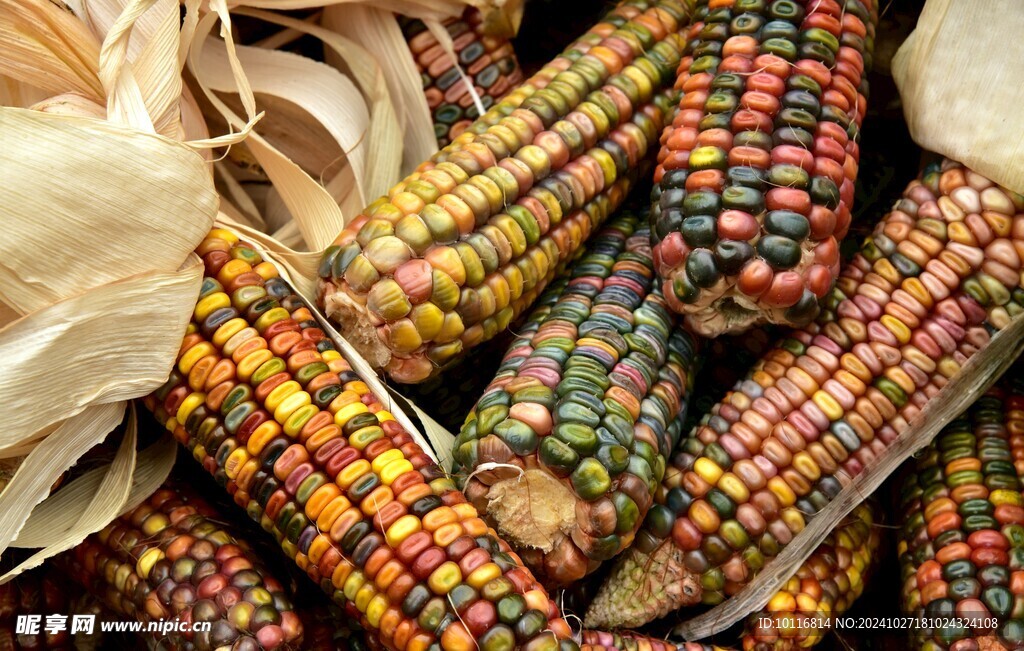 五彩玉米