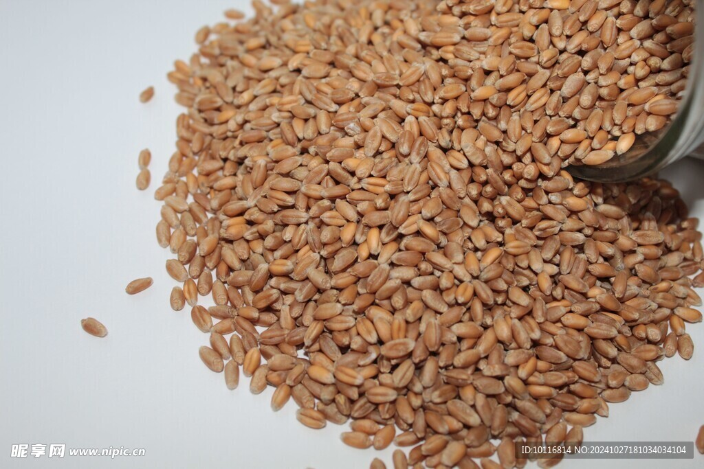 小麦种子