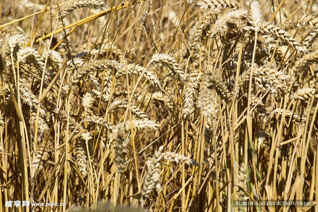 成熟小麦