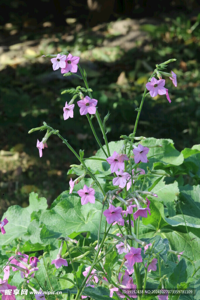 花烟草 
