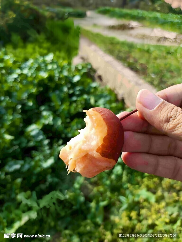 沙梨