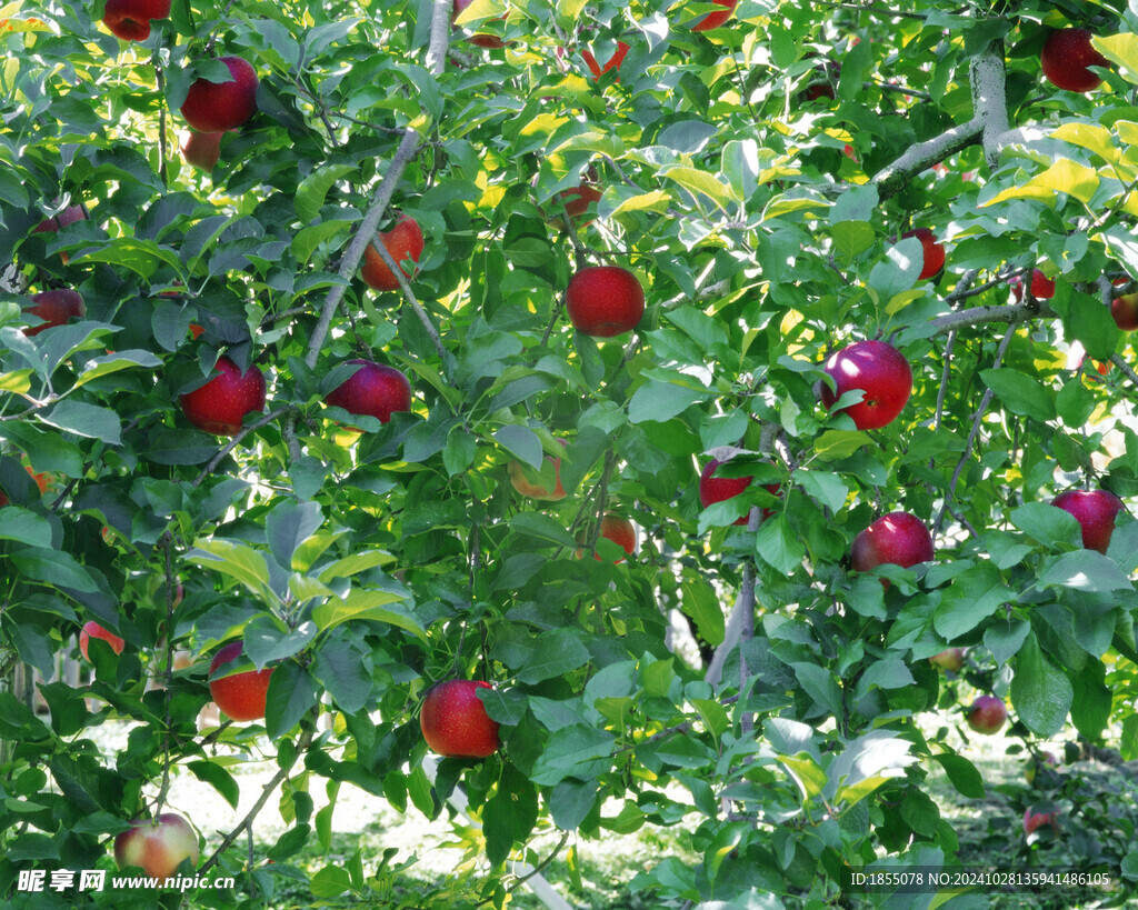 苹果树