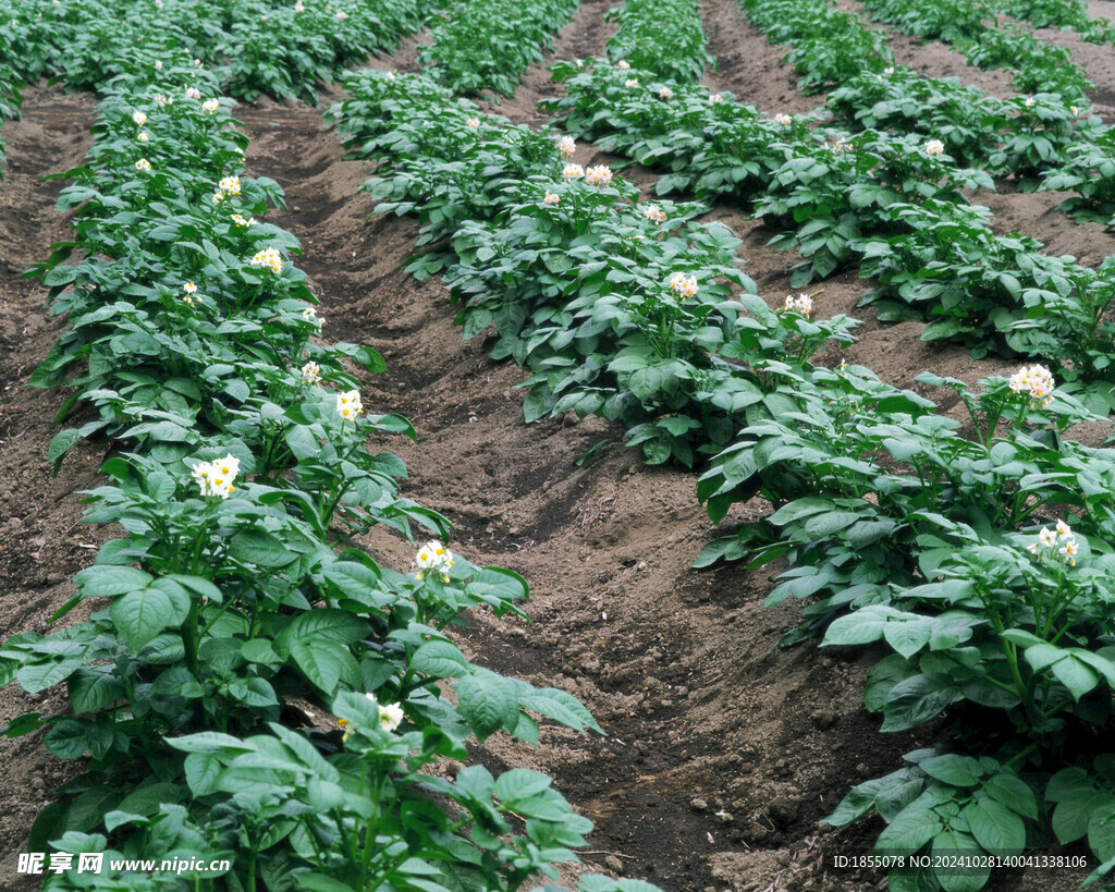 马铃薯地 土豆田