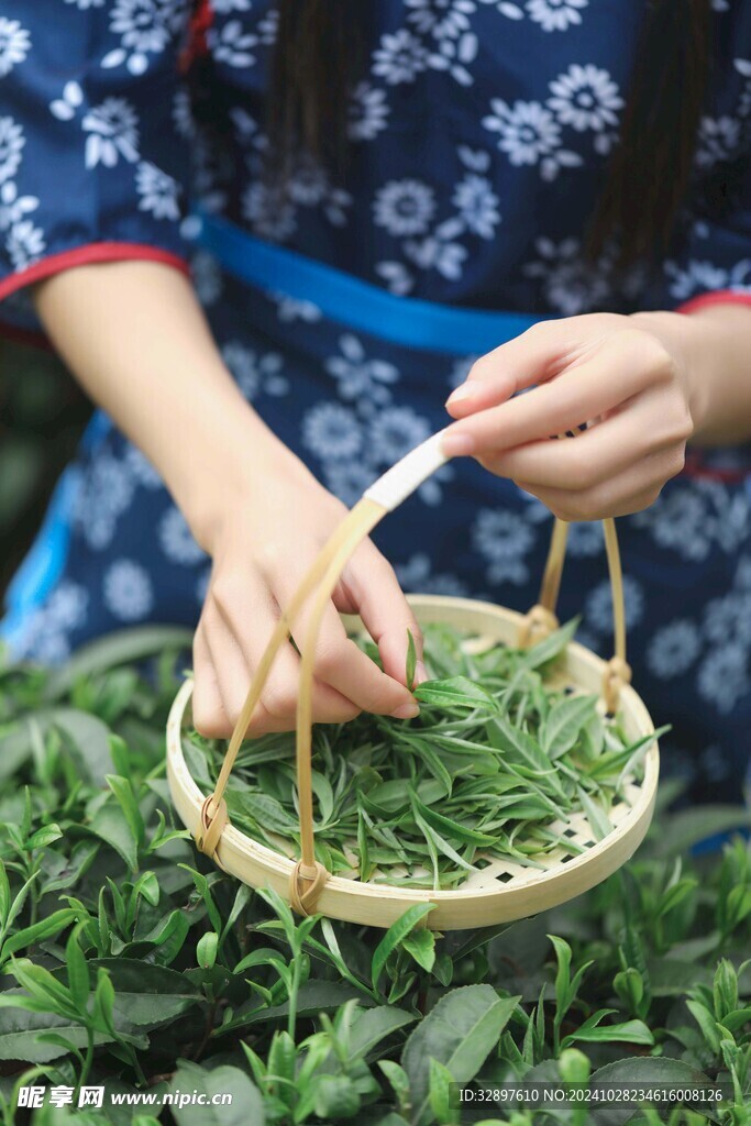 采茶叶