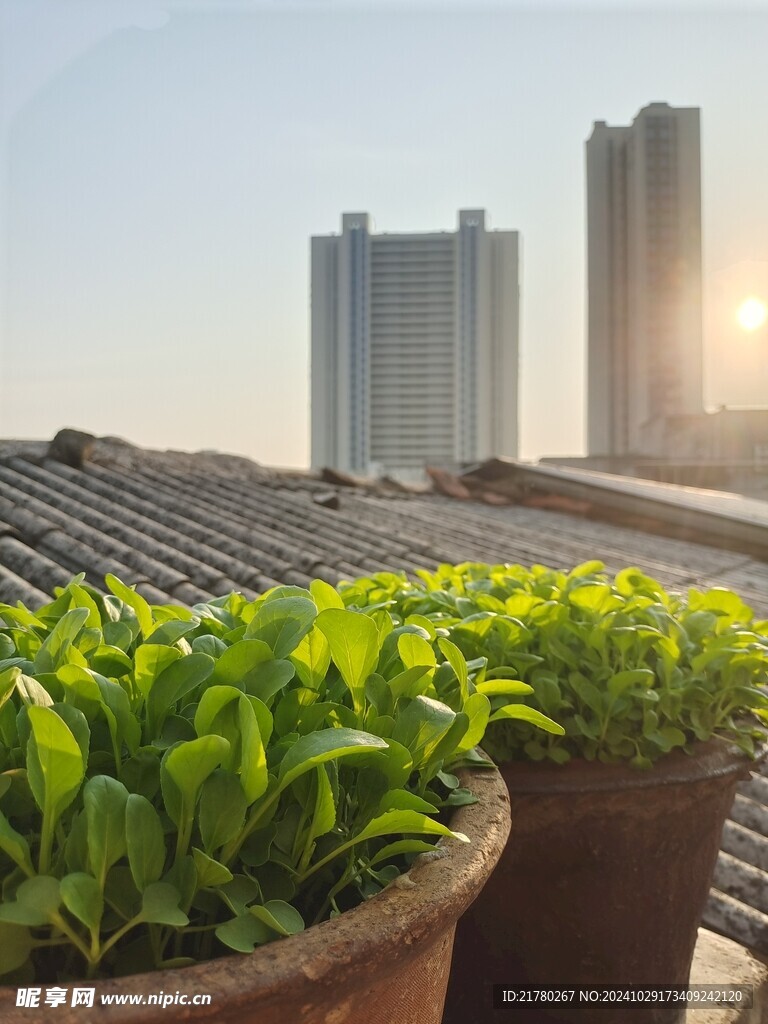 阳光下的青菜