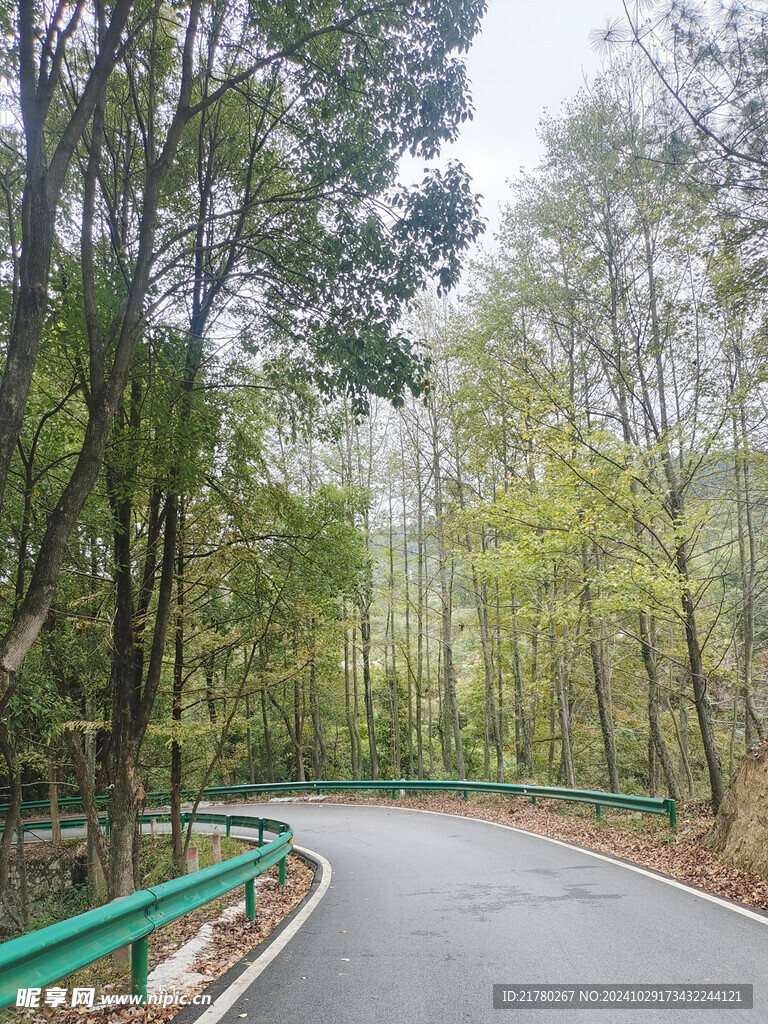 树林道路
