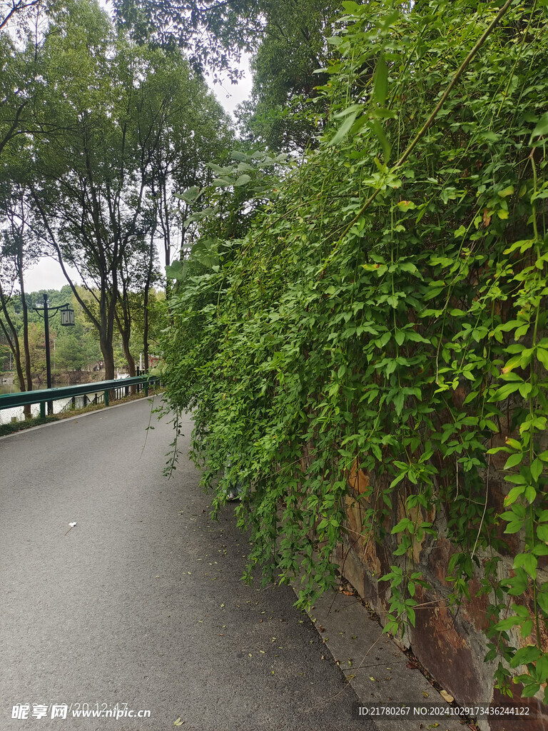 迎春花绿枝