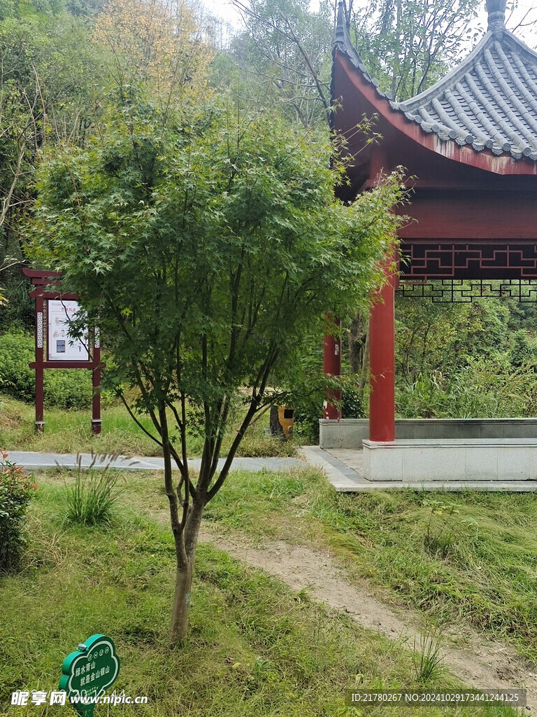 一棵树