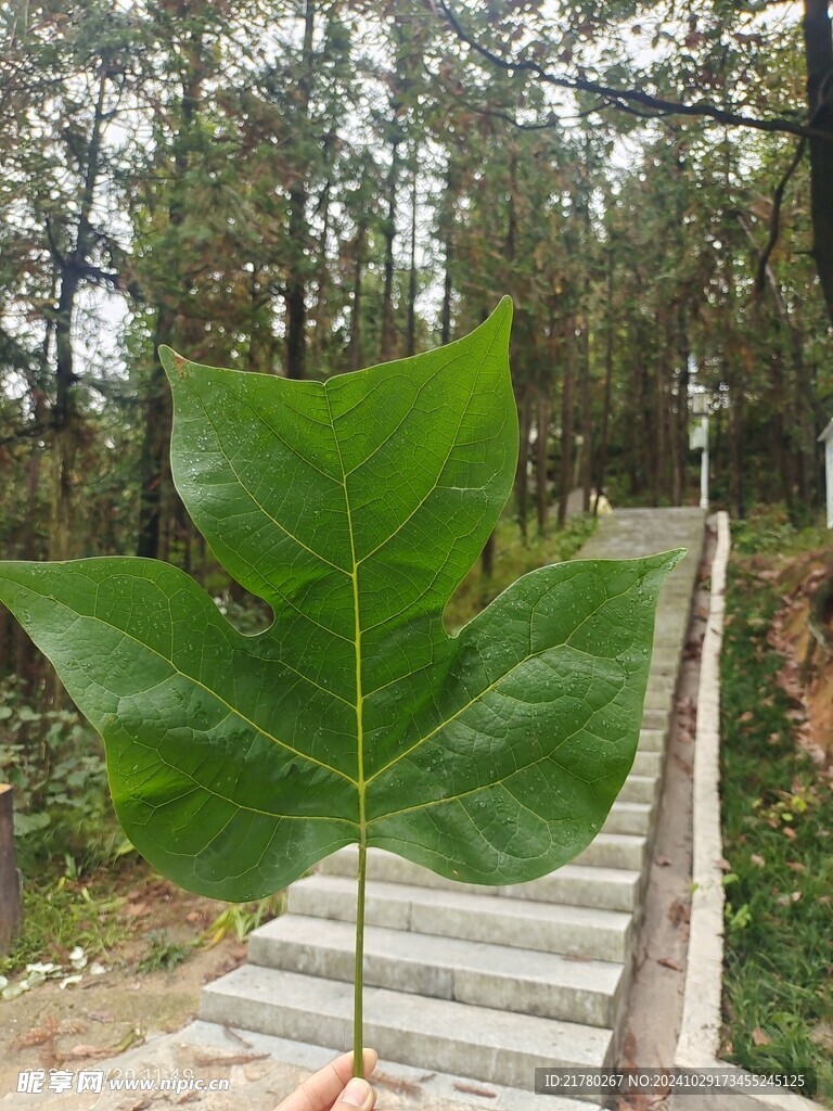 掌形绿叶