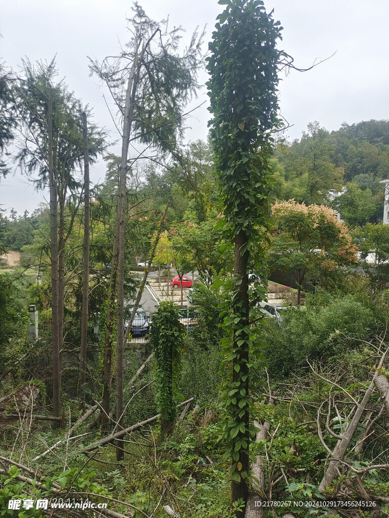 山间绿植