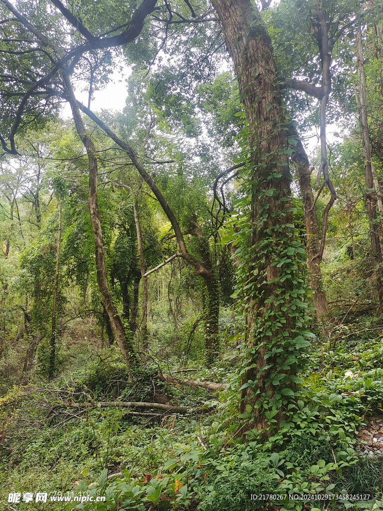 树林山间