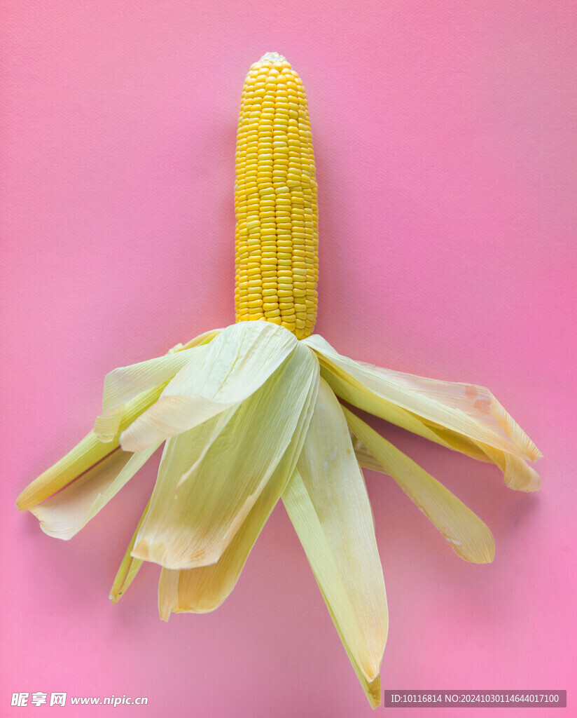 玉米
