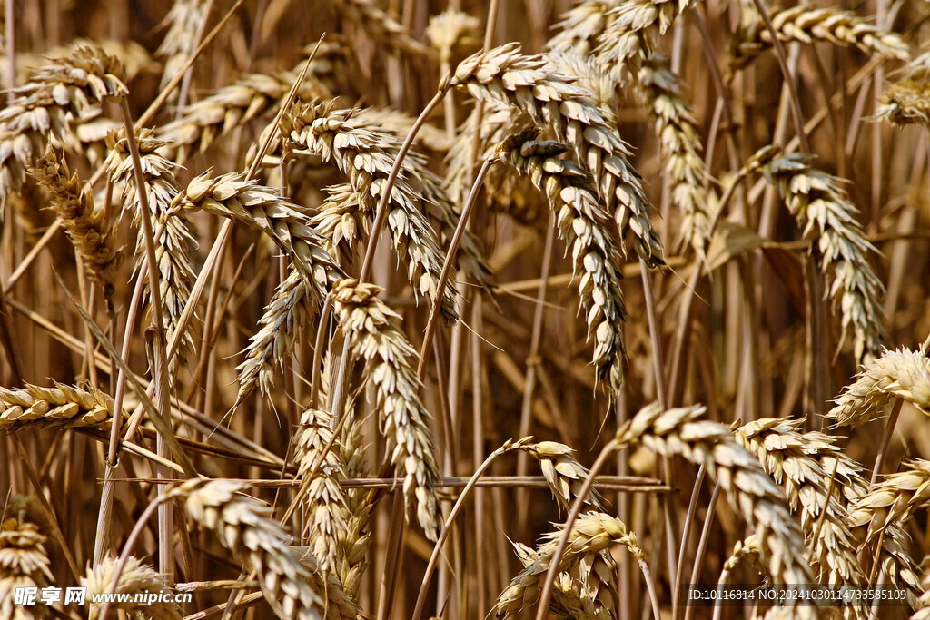 小麦麦穗