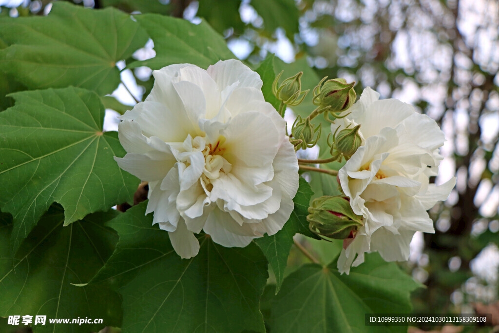 白色木芙蓉花