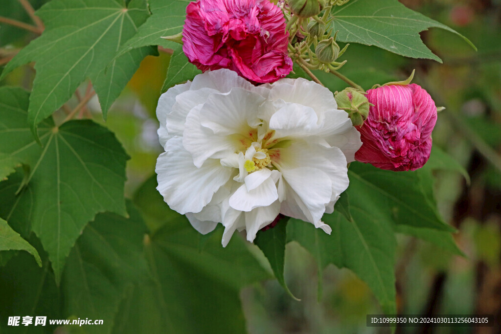 白色木芙蓉花 