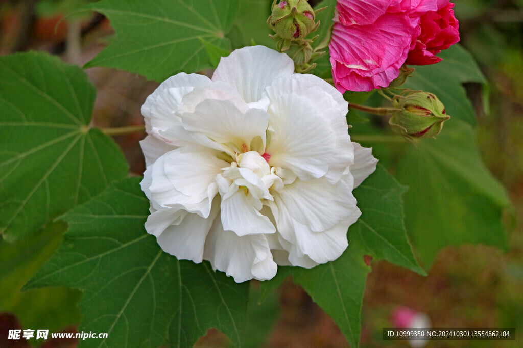 白色木芙蓉花 