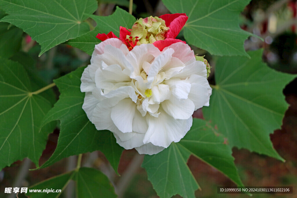 白色木芙蓉花