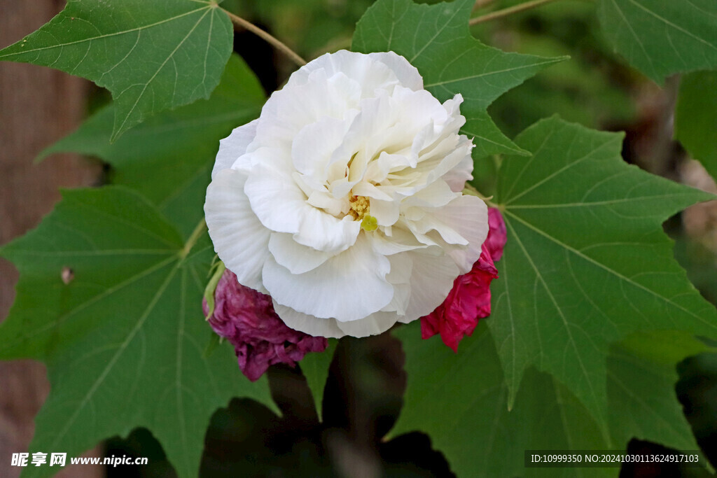 白色木芙蓉花