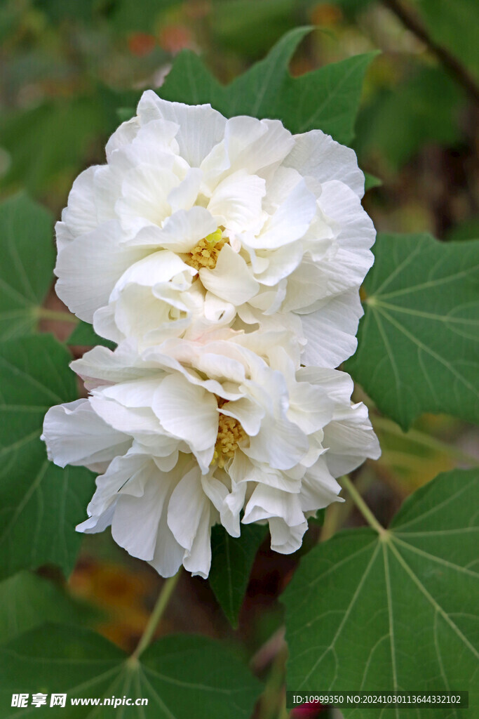 白色木芙蓉花