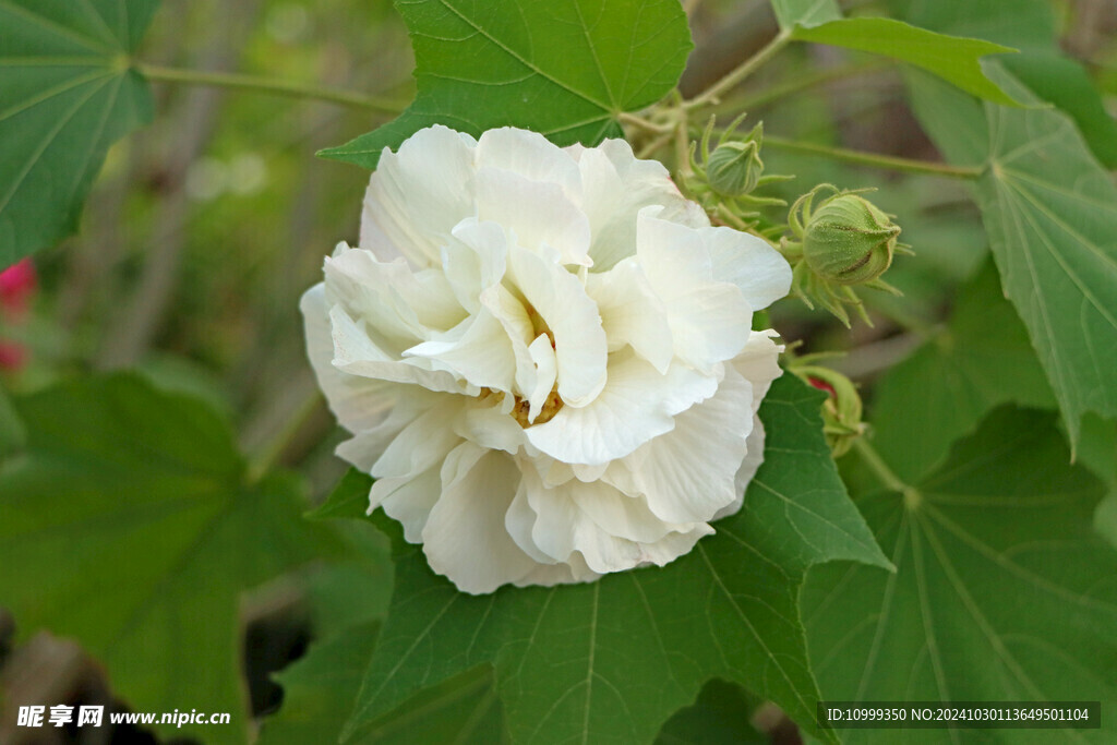 白色木芙蓉花