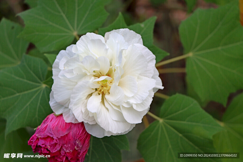 白色木芙蓉花