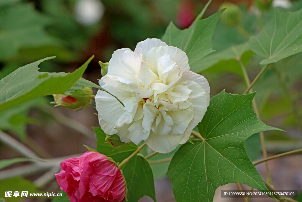 白色木芙蓉花