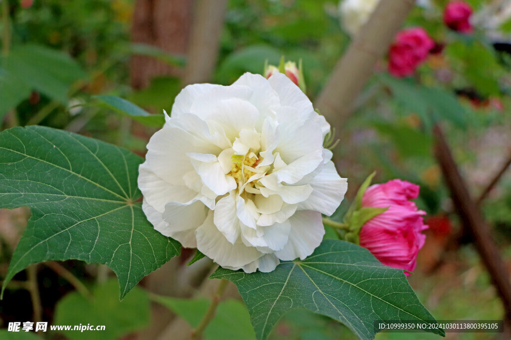 白色木芙蓉花