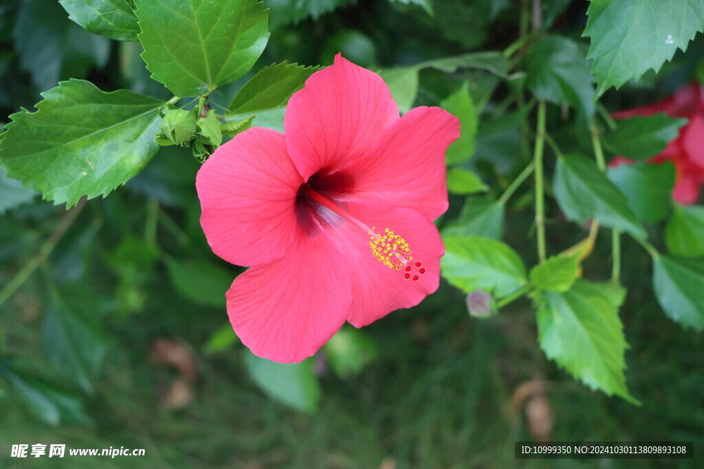 扶桑花