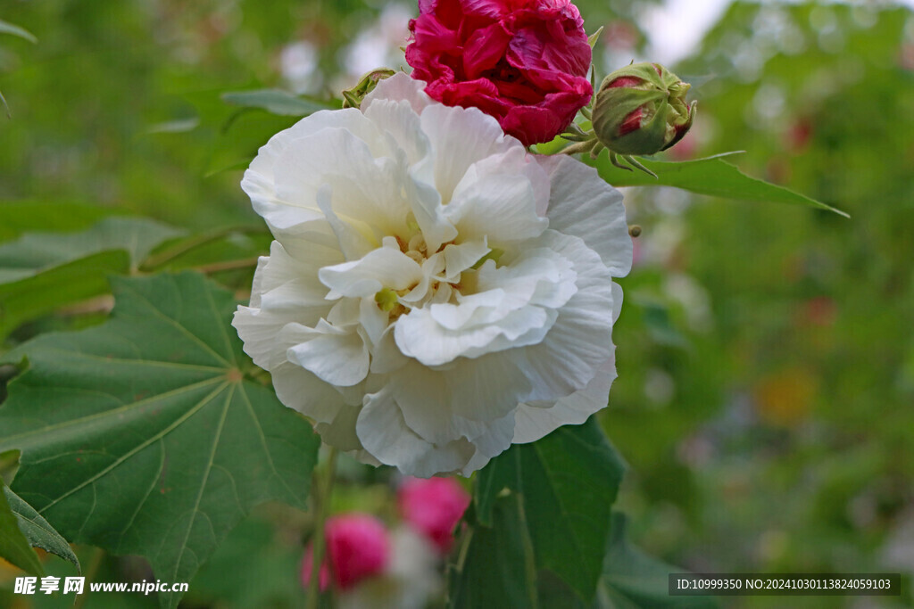 白色木芙蓉花