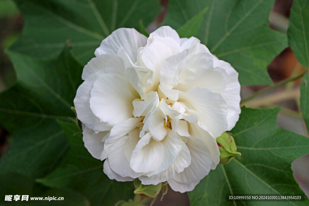 白色木芙蓉花