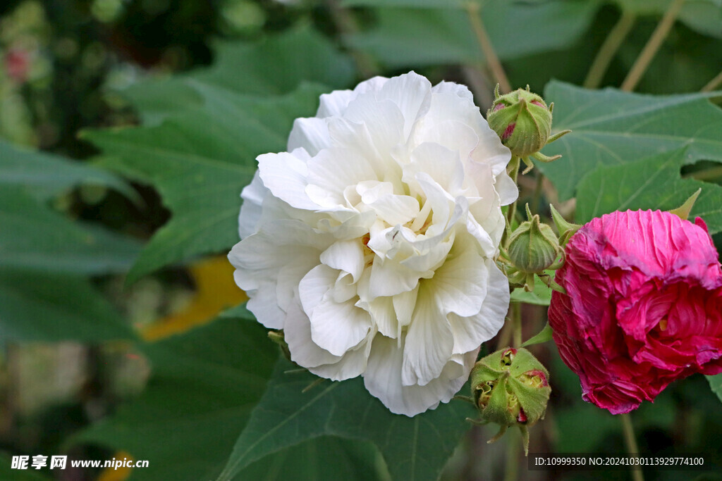 白色木芙蓉花