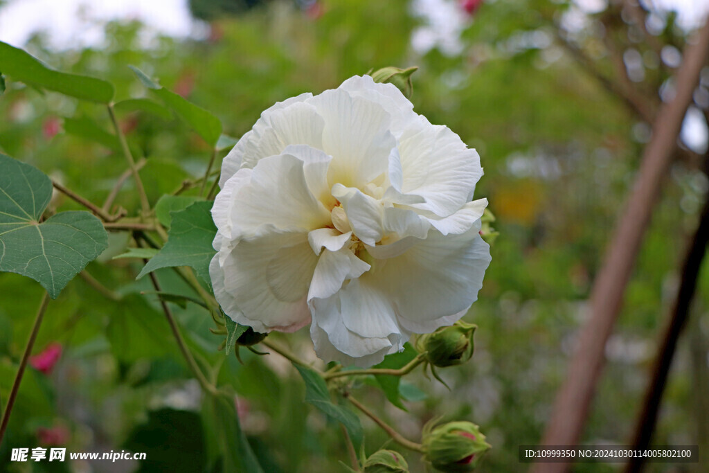 白色木芙蓉花