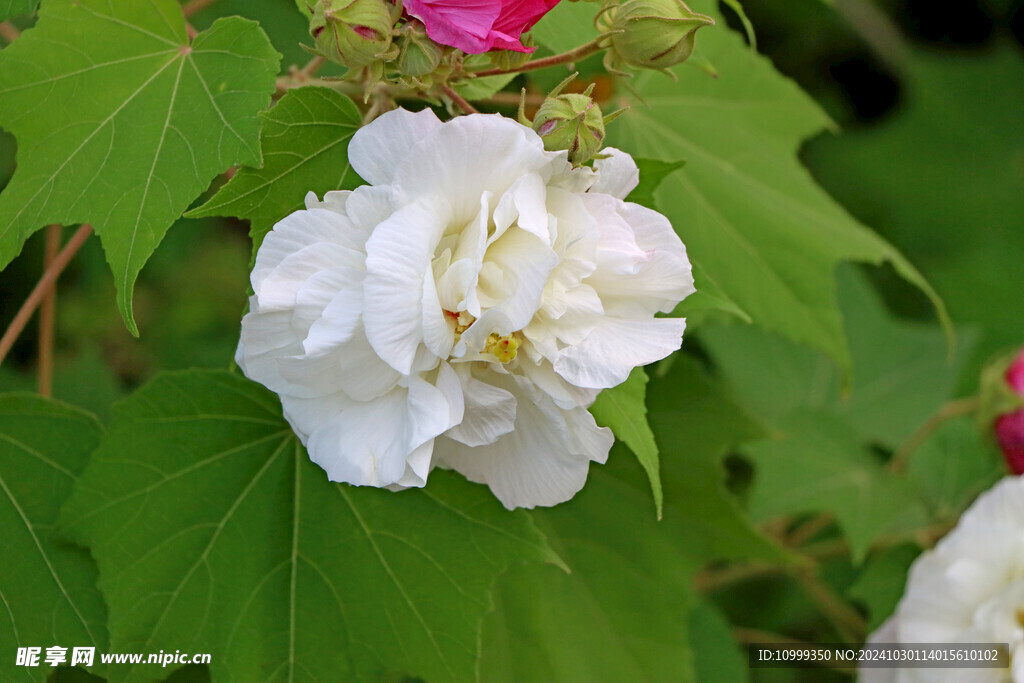 白色木芙蓉花