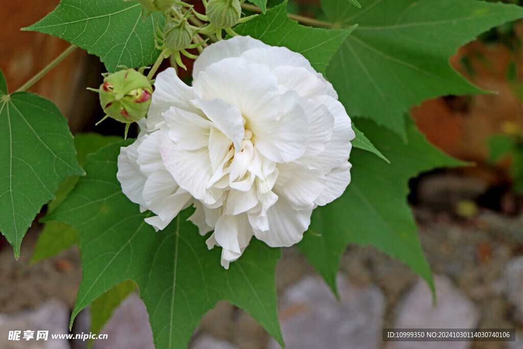 白色木芙蓉花