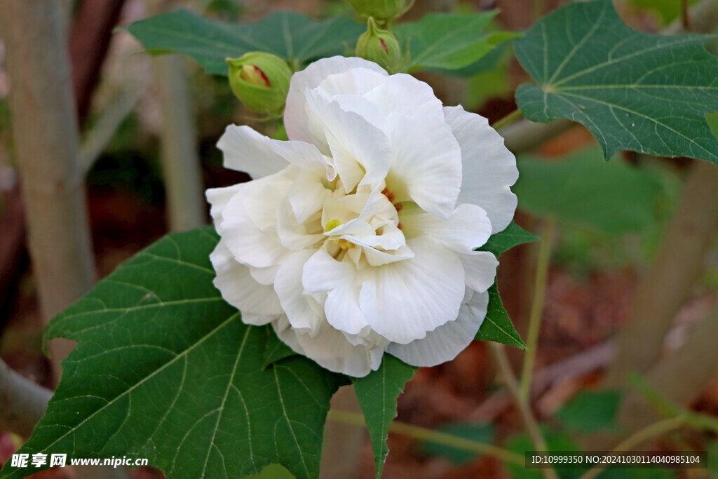 白色木芙蓉花