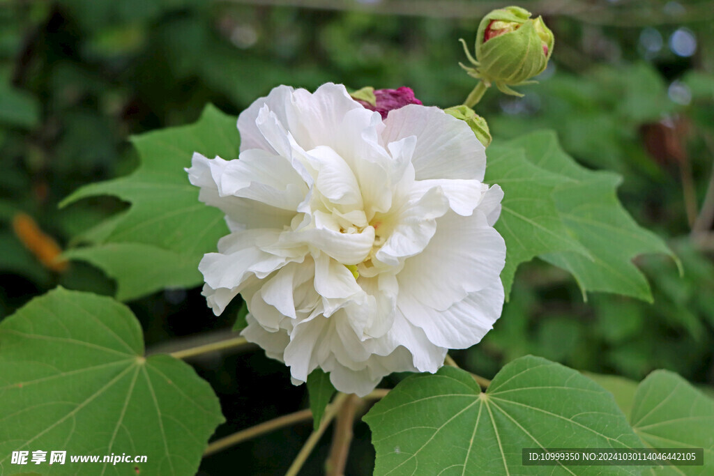 白色木芙蓉花