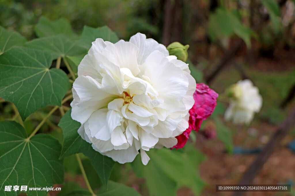白色木芙蓉花